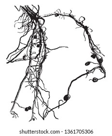 Root nodules are fully differentiated plant organs that harbor procaryotic nitrogen-fixing endosymbionts, vintage line drawing or engraving illustration.