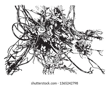 Root nodules are fully differentiated plant organs that harbor procaryotic nitrogen-fixing endosymbionts, vintage line drawing or engraving illustration.