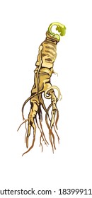 Root panax ginseng. Vector color vintage hatching illustration isolated on white