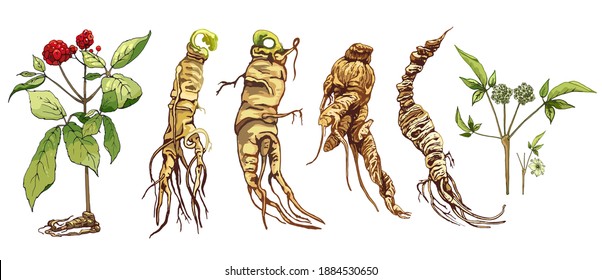 Root panax ginseng. Vector color vintage hatching illustration isolated on white background.
