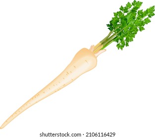 Root parsley with leaves for banners, flyers, posters, social media. Fresh organic and healthy, diet and vegetarian vegetables. Vector illustration isolated on white background