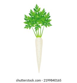 Root parsley with leaves on a white background.