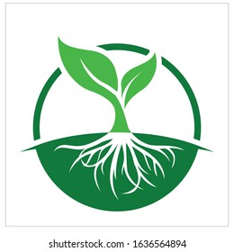 root and plant logo. Sprout green, minimal icons, or logo design