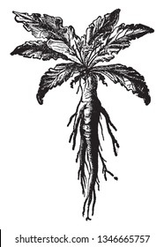 The root of a plant is Mandrake, type species of the plant genus Mandragora. It is often known as Mandragora officinarum, vintage line drawing or engraving illustration.