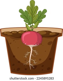 Root of radish plant vector illustration