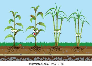 Root rot disease in plants , Corn rotten , Sugarcane rotten , Plant disease