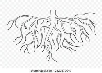  root silhouette collection . tree roots icons of silhouette vector illustration 