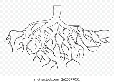  root silhouette collection . tree roots icons of silhouette vector illustration 