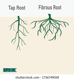 
root silhouette. fibrous root silhouette, and taproot. plant theme.