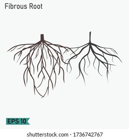 Root Design Flat Style Illustration Fibrous Stock Vector (Royalty Free ...