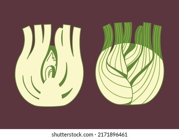 Root and stem of fennel herb, whole and in section. Herb bulb. Fresh natural healthy vegetarian food. Medical plant. Cooking ingredient for culinary menu. Hand drawn sketch vector in cartoon style