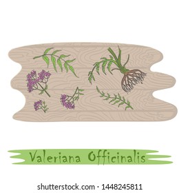 Root and Stems of the Valerian Plant on the Wooden Cutting Board. Curved Shape of the Board with Wood Texture. Herbal with Latin Name Valeriana Officinalis. Leaflet for Traditional Herbal Medicine.