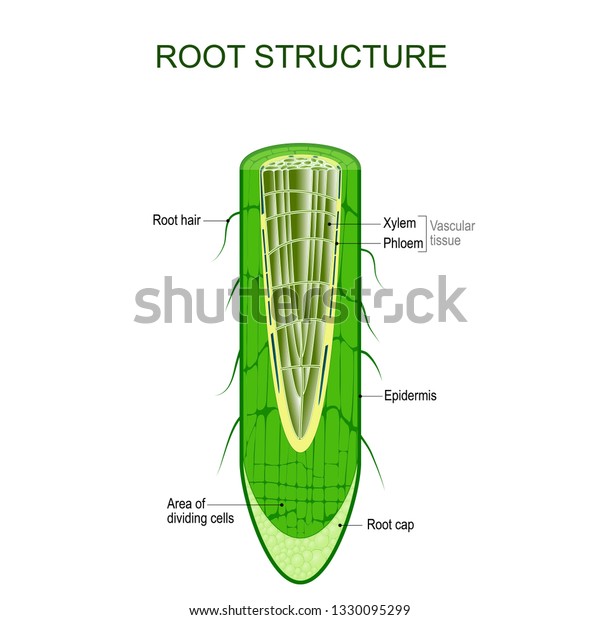 Cross Section Of A Root Labeled