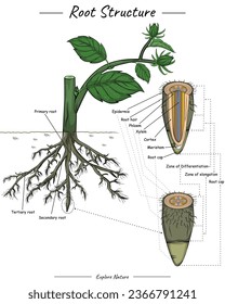 Root structure. Shows the outside of the root and the inside of the root. for scientific illustrations, educational materials, botanical articles, or projects that require visualization of roots.