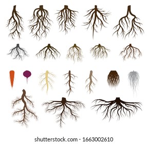 Root system set vector illustrations. Taproot and fibrous rooted brown silhouettes of various plants, trees, vegetables below ground level. Underground branched root design isolated icons on white