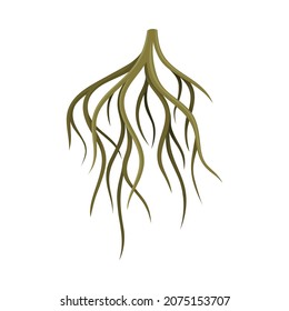 Root system, underground stem, rootstalk. Botany or dendrology design element vector illustration