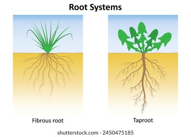 Root systems. Fibrous root system and taproot system. Monocots and dicotyledons.