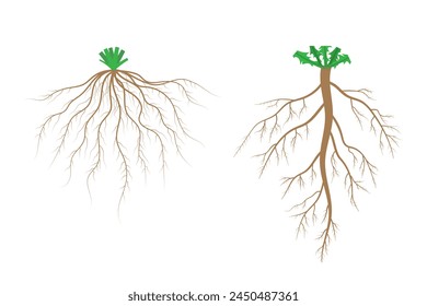 Root systems. Fibrous root system and taproot system.