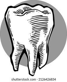 Root tooth. Beautiful healthy tooth is symbol for health dental care. Logo for dentist doctor, orthodontist, dental clinic. Hand drawn old style vector line illustration.