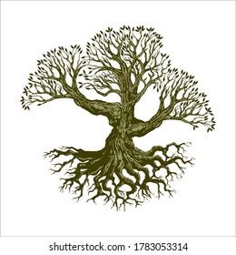 Root Of The Tree logo illustration. Vector silhouette of a tree, green forestry strong root tree logo, High detail illustration of an old olive tree, hand drawn, vector.