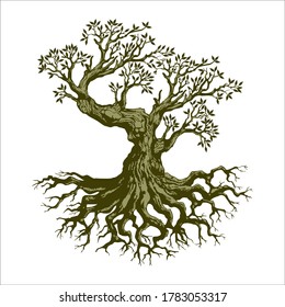 Root Of The Tree logo illustration. Vector silhouette of a tree, green forestry strong root tree logo, High detail illustration of an old olive tree, hand drawn, vector.