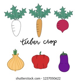 root and tuber crops. carrot, Radish, onion, parsnip, beet and etc.