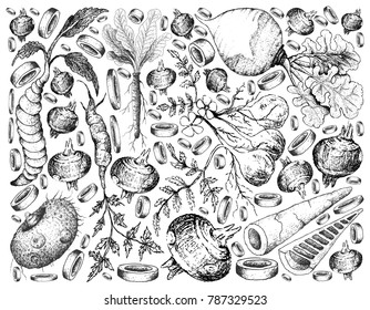 Root and Tuberous Vegetables, Hand Drawn Sketch Background of Arracacha, Water Chestnut, Rutabaga, Pignut, Horseradish, Elephant Foot Yam, Chinese Artichoke and Bamboo Shoot.