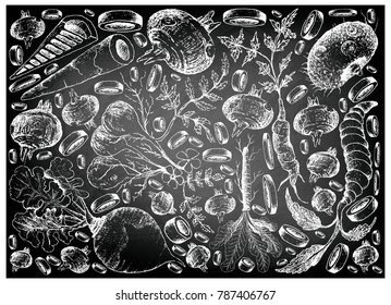 Root and Tuberous Vegetables, Hand Drawn Sketch of Arracacha, Water Chestnut, Rutabaga, Pignut, Horseradish, Elephant Foot Yam, Chinese Artichoke and Bamboo Shoot on Black Chalkboard. 