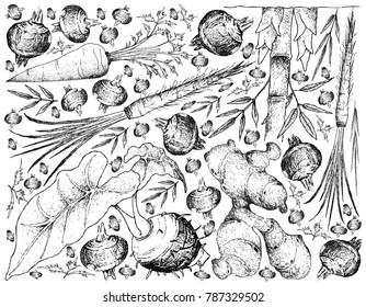 Root and Tuberous Vegetables, Illustration Background of Hand Drawn Sketch of Water Chestnut, Taro, Salsify, Ginger, Carrot and Bamboo Shoot Plants on White Background. 