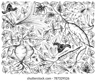 Root and Tuberous Vegetables, Illustration Background of Hand Drawn Sketch of Water Caltrop, Turmeric, Sweet Potato, Cassava, Burdock and Ahipa Plants on White Background. 
