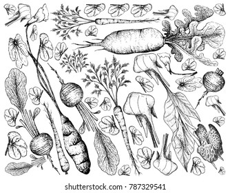 Root and Tuberous Vegetables, Illustration Background of Hand Drawn Sketch of Fresh Radish, Mashua, Hamburg Parsley, Daikon and Canna Plants Isolated on White Background