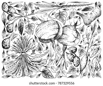 Root and Tuberous Vegetables, Illustration Background of Hand Drawn Sketch of Ulluco, Skirret, Scorzonera, Jicama, Galangal and Earthnut Pea Plants Isolated on White Background.