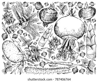 Root and Tuberous Vegetables, Illustration Background of Hand Drawn Sketch of Water Chestnut, Chinese Yam, Turnip, Potato, Parsnip, Ensete and Bamboo Shoot Plants on White Background. 