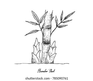 Root and Tuberous Vegetables, An Illustration of Delicious Fresh Bamboo Shoot Isolated on White Background.
