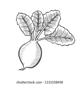 Root and Tuberous Vegetables, Illustration Hand Drawn Sketch of Fresh Purple Turnip or Brassica Rapa Plant with Leaves Isolated on White Background