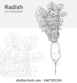 Root and Tuberous Vegetables, Illustration Hand Drawn Sketch of White Radishes or Daikon Radishes Isolated on White Background