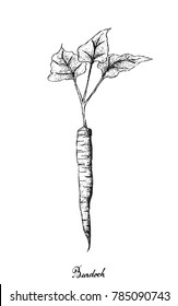 Root and Tuberous Vegetables, Illustration Hand Drawn Sketch of Burdock or Arctium Lappa Plant Isolated on White Background.