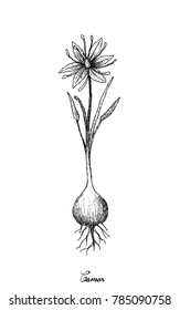 Root and Tuberous Vegetables, Illustration Hand Drawn Sketch of Camas, Camassia, Quamash, Indian Hyacinth, Camash or Wild Hyacinth Plant Isolated on White Background.