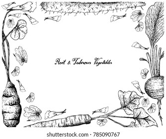 Root and Tuberous Vegetables, Illustration Hand Drawn Sketch of Fresh Chinese Yam, Burdock, Radish and Mashua Plants Isolated on White Background.