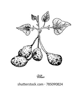 Root and Tuberous Vegetables, Illustration Hand Drawn Sketch of Ullucus Tuberosus Plant Isolated on White Background.