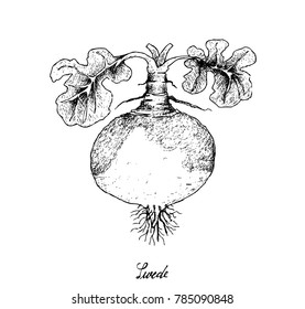 Root and Tuberous Vegetables, Illustration Hand Drawn Sketch of Fresh Swede or Brassica Napus Plants Isolated on White Background.