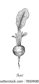 Root and Tuberous Vegetables, Illustration Hand Drawn Sketch of Fresh Radish with Leaves Isolated on White Background