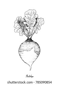 Root and Tuberous Vegetables, Illustration Hand Drawn Sketch of Fresh Rutabaga or Brassica Napus Plants Isolated on White Background.