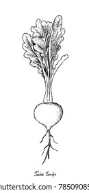 Root and Tuberous Vegetables, Illustration Hand Drawn Sketch of Fresh Prairie Turnip or Psoralea Esculenta Plants Isolated on White Background.