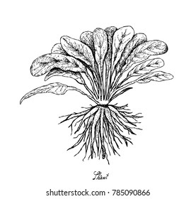 Root and Tuberous Vegetables, Illustration Hand Drawn Sketch of Fresh Skirret or Sium Sisarum Plant Isolated on White Background.