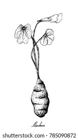 Root and Tuberous Vegetables, Illustration Hand Drawn Sketch of Fresh Mashua or Tropaeolum Tuberosum Plant Isolated on White Background.