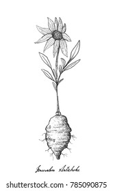 Root and Tuberous Vegetables, Illustration Hand Drawn Sketch of Fresh Jerusalem Artichoke or Helianthus Tuberosus Plant Isolated on White Background.