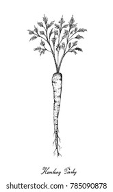 Root and Tuberous Vegetables, Illustration Hand Drawn Sketch of Fresh Hamburg Parsley with Root on Leaves Used for Seasoning in Cooking. Isolated on White Background.
