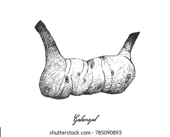 Root and Tuberous Vegetables, Illustration Hand Drawn Sketch of Fresh Galangal or Blue Ginger Used for Seasoning in Cooking Isolated on White Background.
