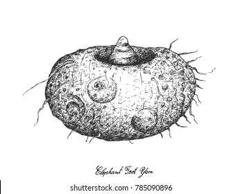 Root and Tuberous Vegetables, Illustration Hand Drawn Sketch of Amorphophallus Paeoniifolius, Elephant Foot Yam or Whitespot Giant Arum Plant Isolated on White Background.